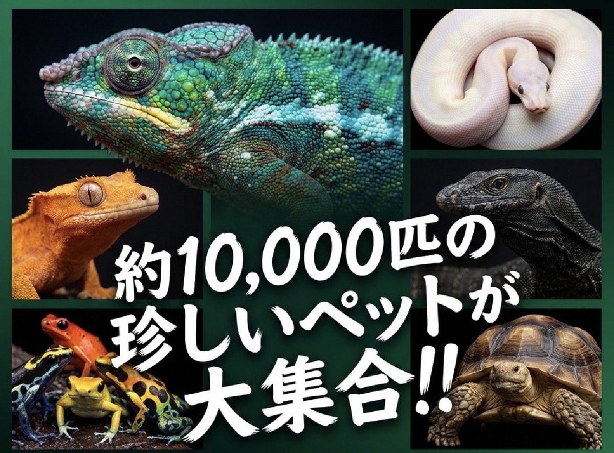 コウレプ(公式) tweet media