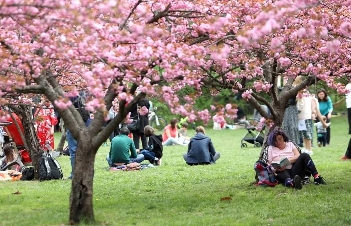 Travel_2Romania's tweet image. Avem cea mai mare Grădină Japoneză din Europa! În #ParculHerăstrău din București 🌸🌿

Ieri s-au plantat 24 cireși japonezi, acum sunt 85.
După🇷🇴 se află Olanda cu 70 aflați în același loc.
 #Hanami 
#GrădinaJaponeză există în Herăstrău din 1989
📸Primăria municipiului București
