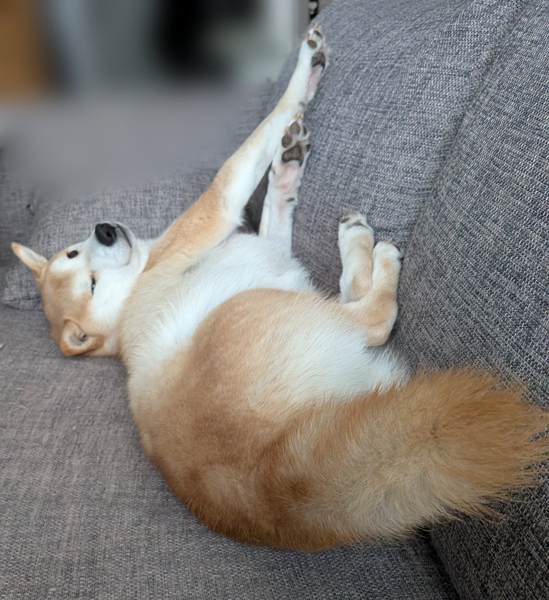 理系ワーママまりか🍯🐶AIコンサル・中学受験家庭教師・ITマーケ tweet media