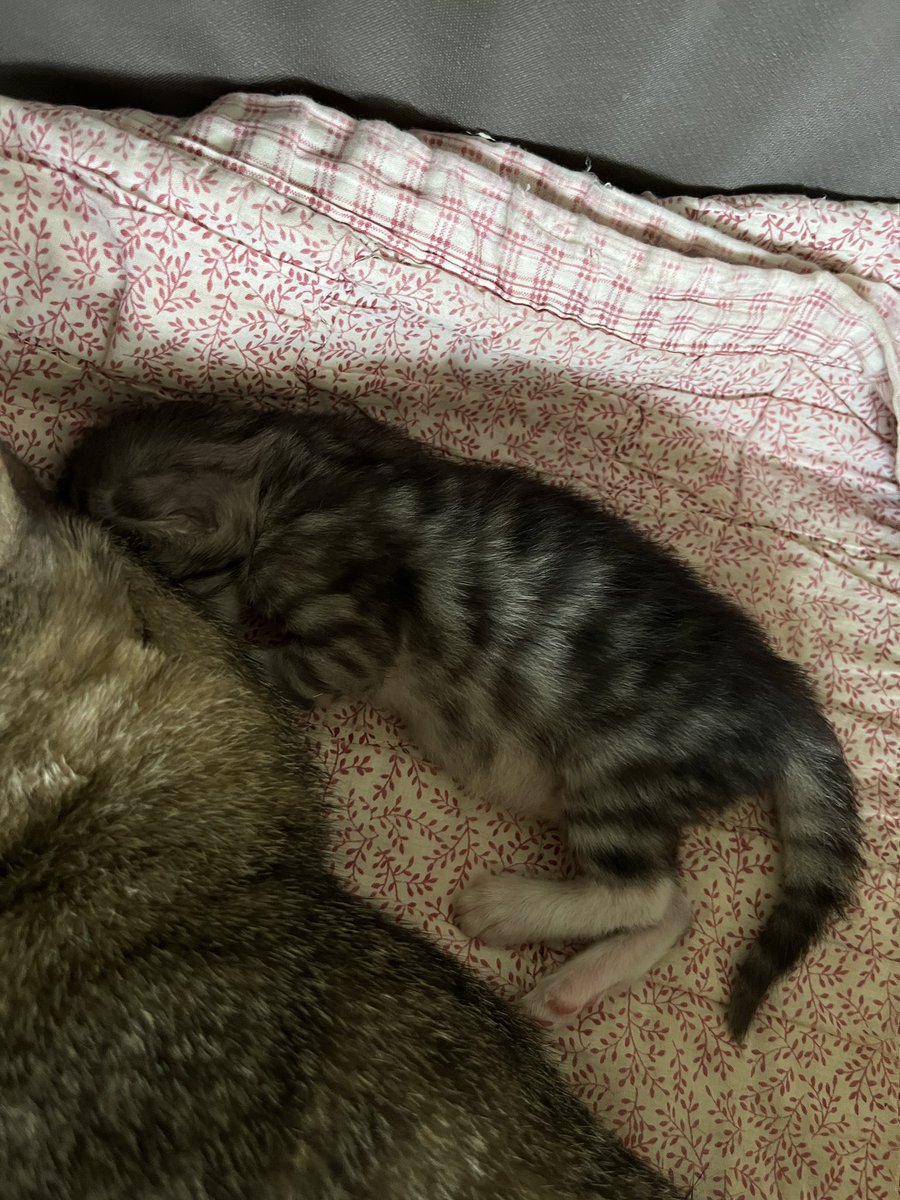 wivee ˚ ༘ #BOTHSIDES tweet media