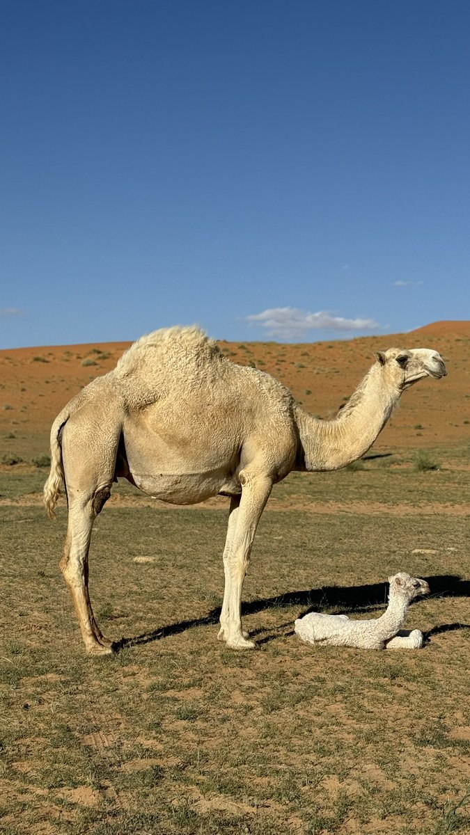 Fale7🥈 tweet media