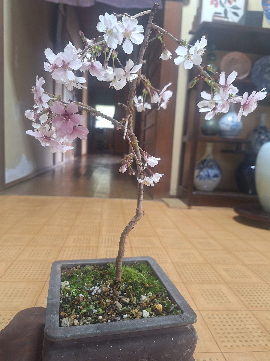 梅原秀敏 tweet media