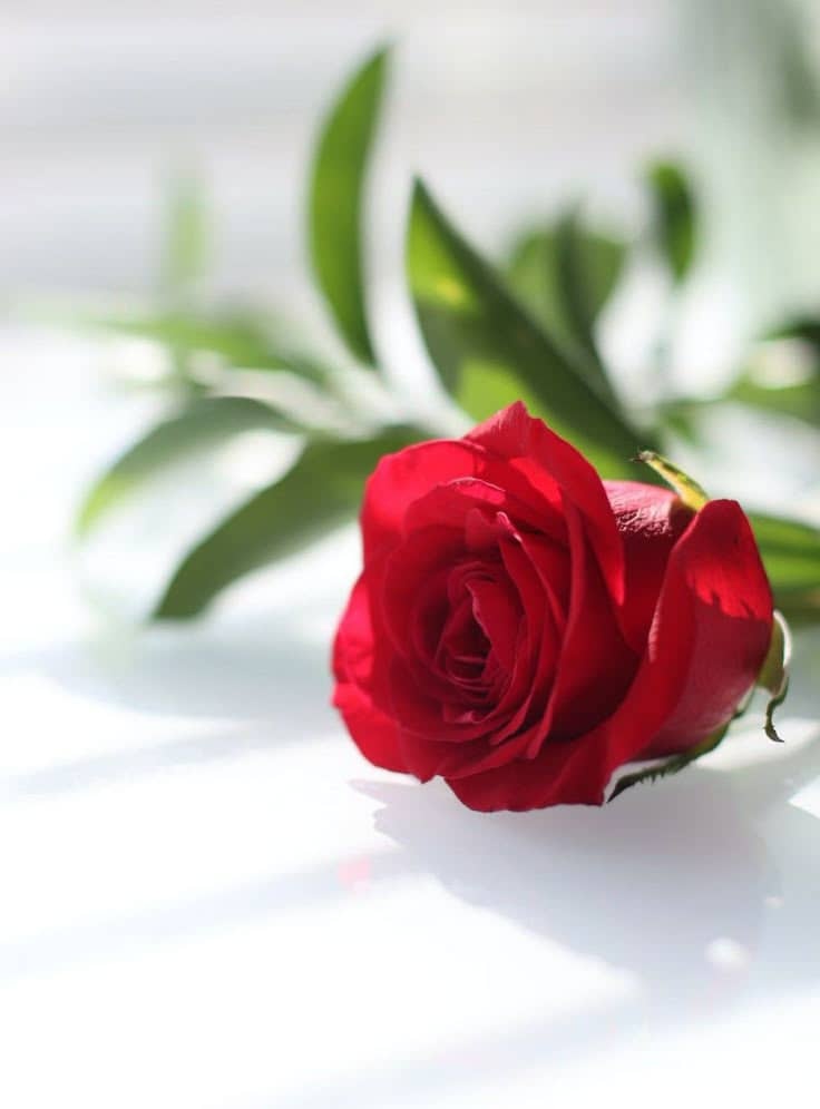 أم قصي 🇦🇪💚💚 tweet media