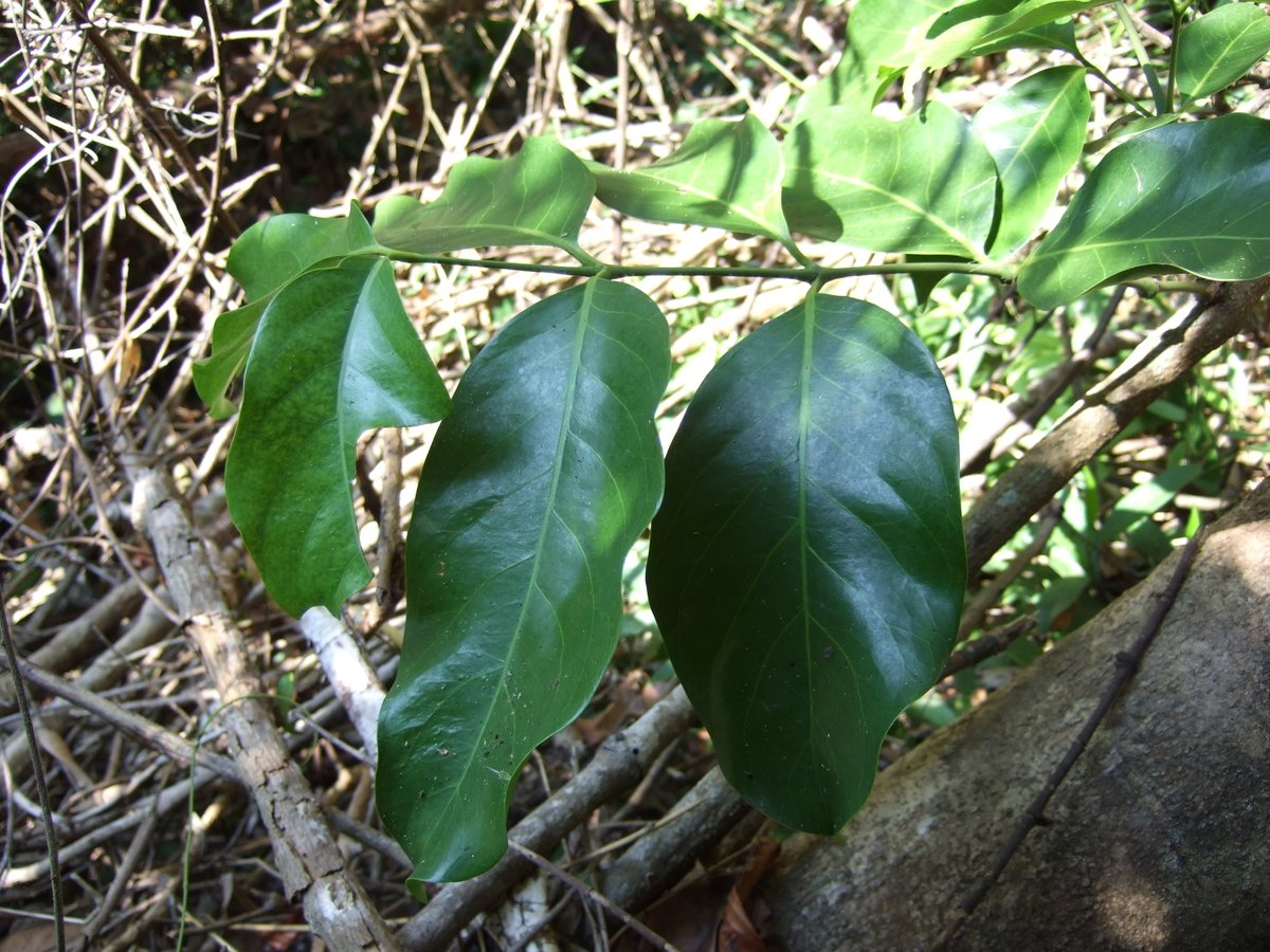 TomokiSANDO's tweet photo. Gnetum montanum

普通の広葉樹のような葉を持つつる性の裸子植物。雌雄異株で、今回は雌株に遭遇。同行した高田さんが目線の高さで若い実をたくさんつけているのを発見してくれた。 https://t.co/a2z547QLAg