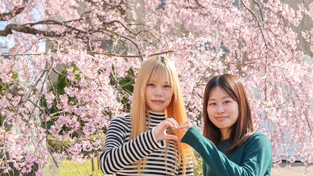 Ritsumeikan_PR's tweet image. BKCの桜が
今年も満開を迎えました🌸

春風に揺れるキャンパスで
新しい一歩👣

学生たちも
授業の合間に足を止めて
春を感じていました✨

#Rの風景 #BKC #桜