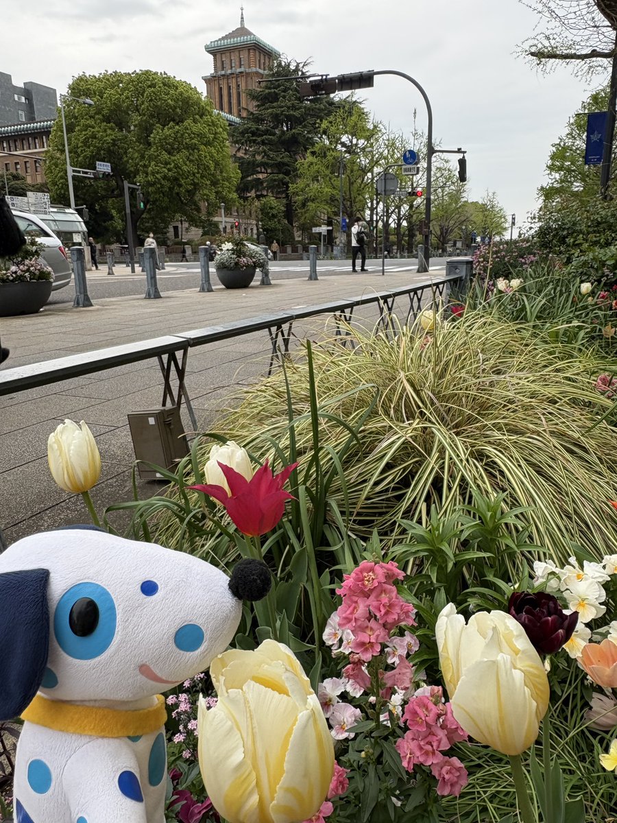 bluedalofficial's tweet image. この通りも両サイドにかわいい花壇が迎えてくれるよ🐶🐾

#日本大通り
#神奈川県庁 #KING