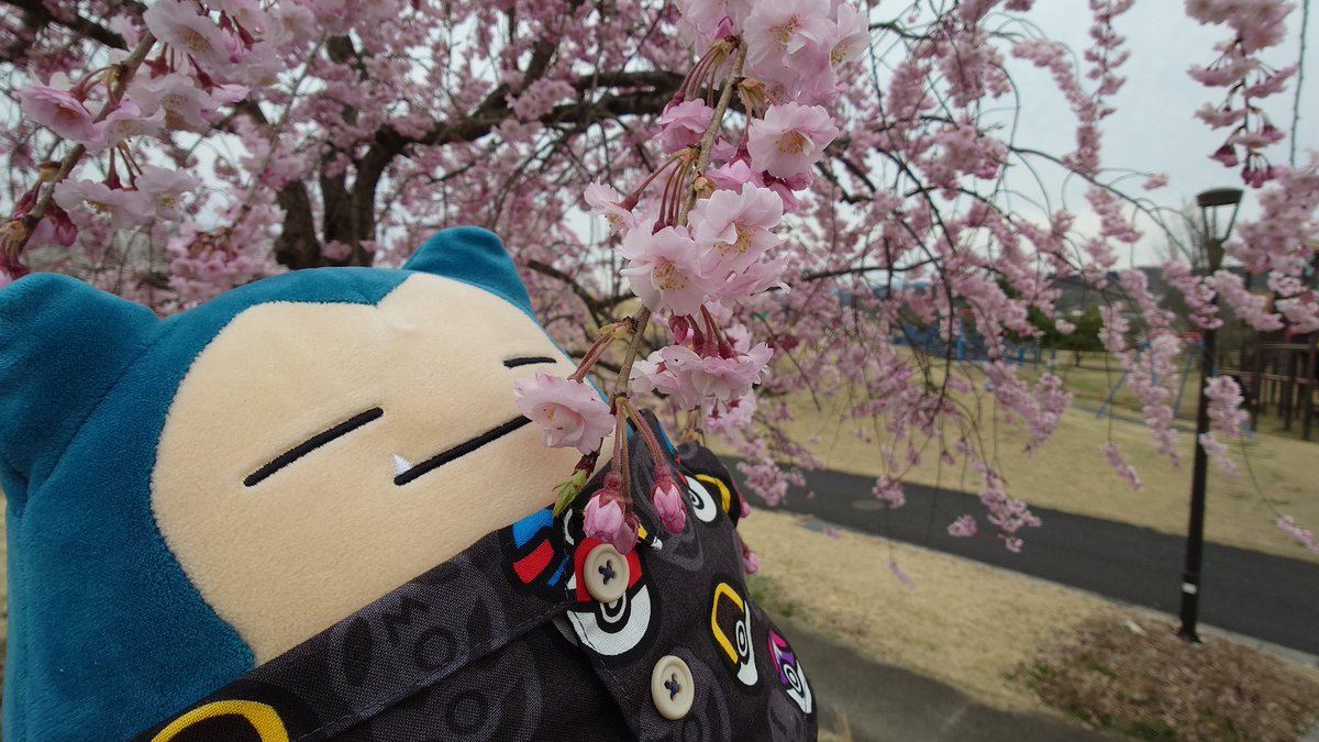 ぽむ👾@愛猫投稿bot tweet media