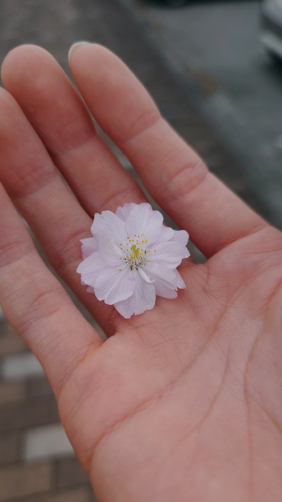 ぽむ👾@愛猫投稿bot tweet media