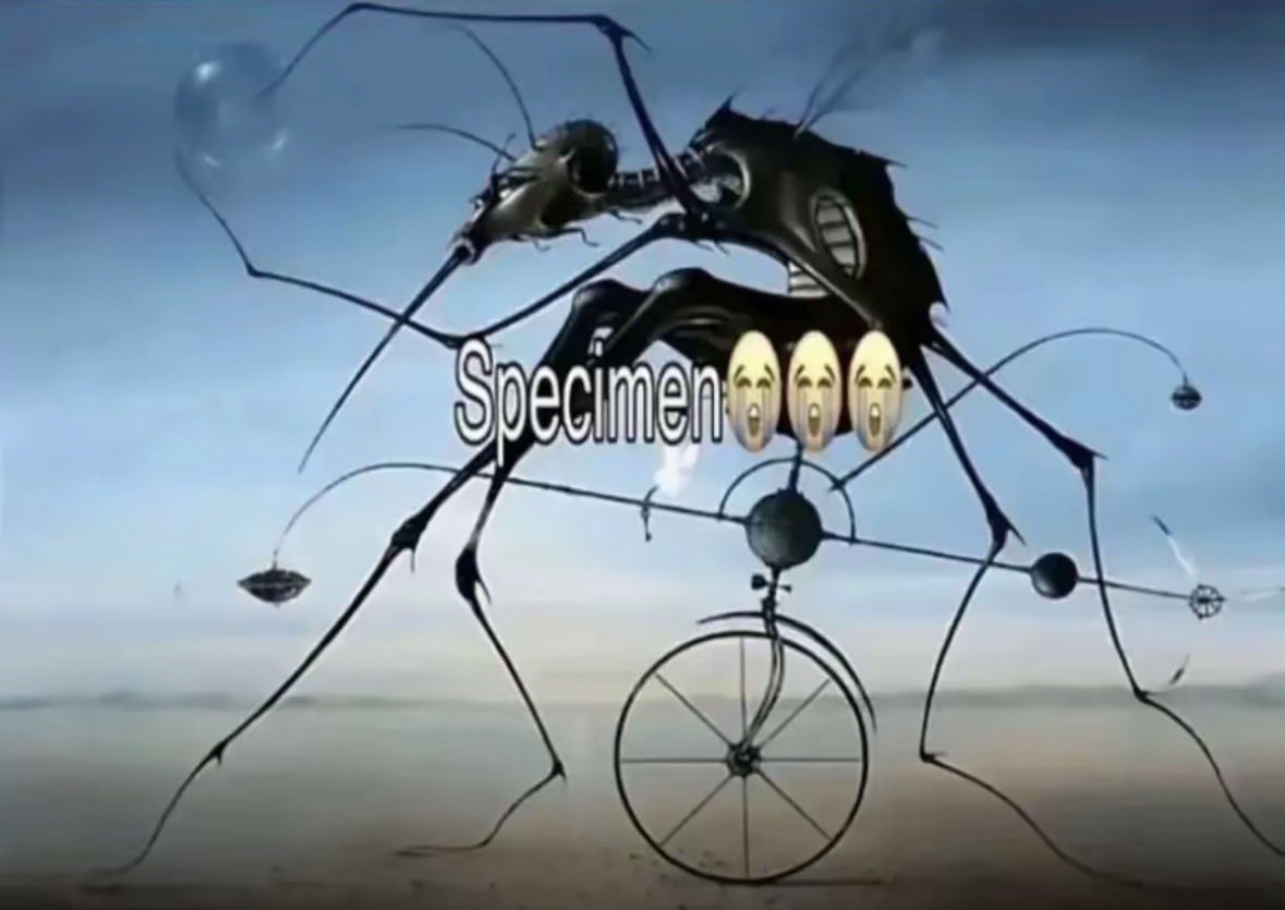 Raidriar tweet media