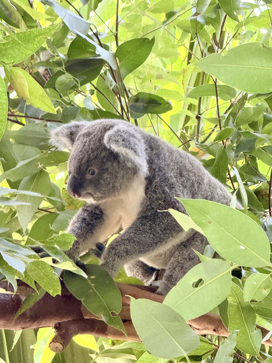 Steveontour1's tweet image. Visited #UsualKoala today, there may be more visits soon.  #Sydney.