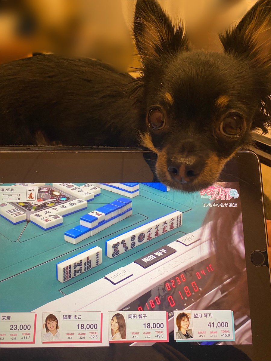 岡田智子 tweet media