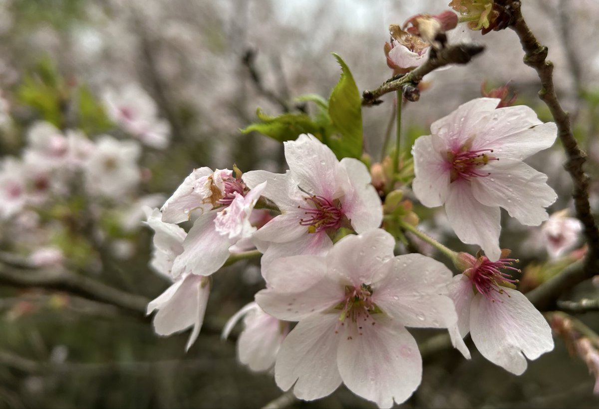 よっちゃこ tweet media