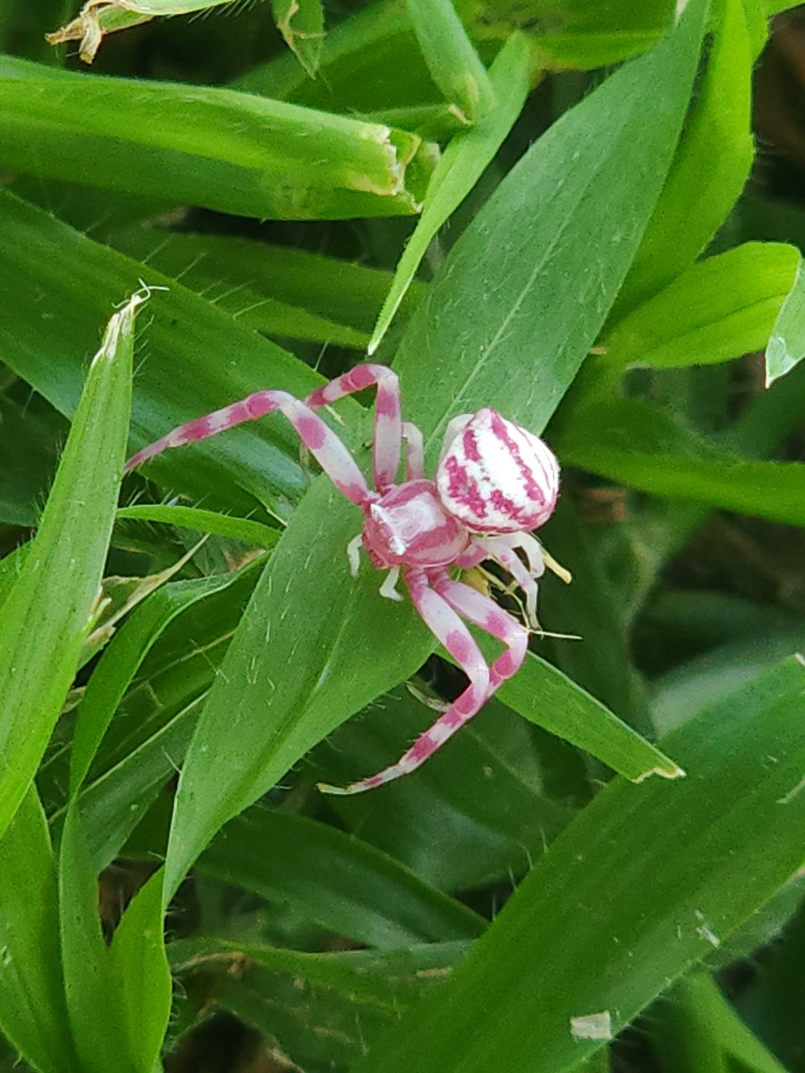 † 𝖒𝖎𝖓 tweet media