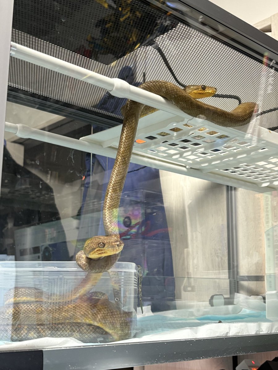 かに🦀 tweet media