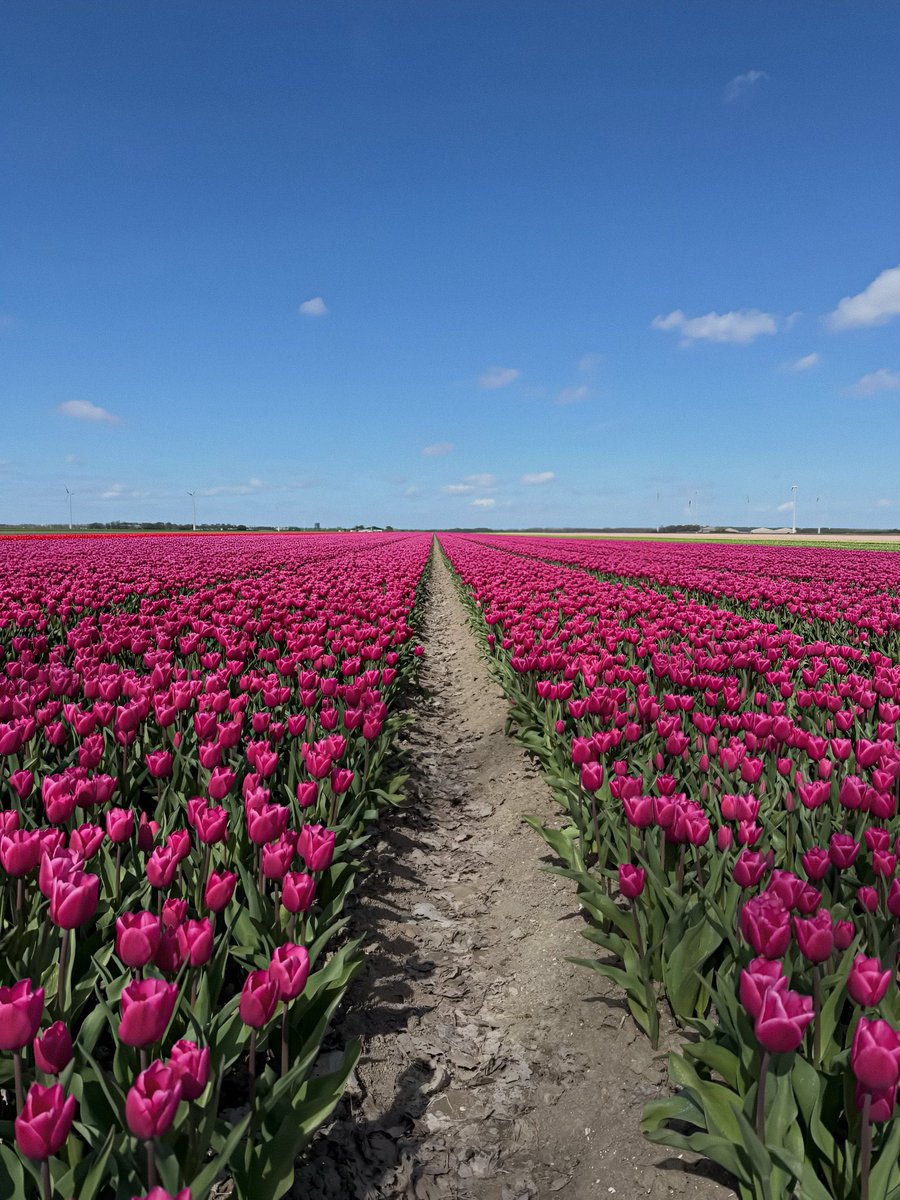 lunecrumbss's tweet photo. garden of tulips 🌷 https://t.co/2i6qEtJao6