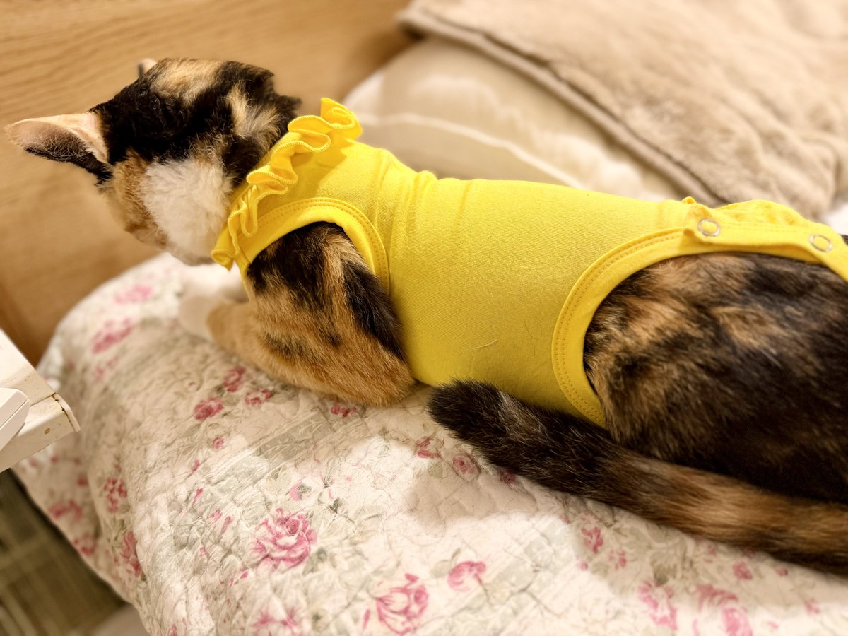 ドン・ぶっちゃ tweet media