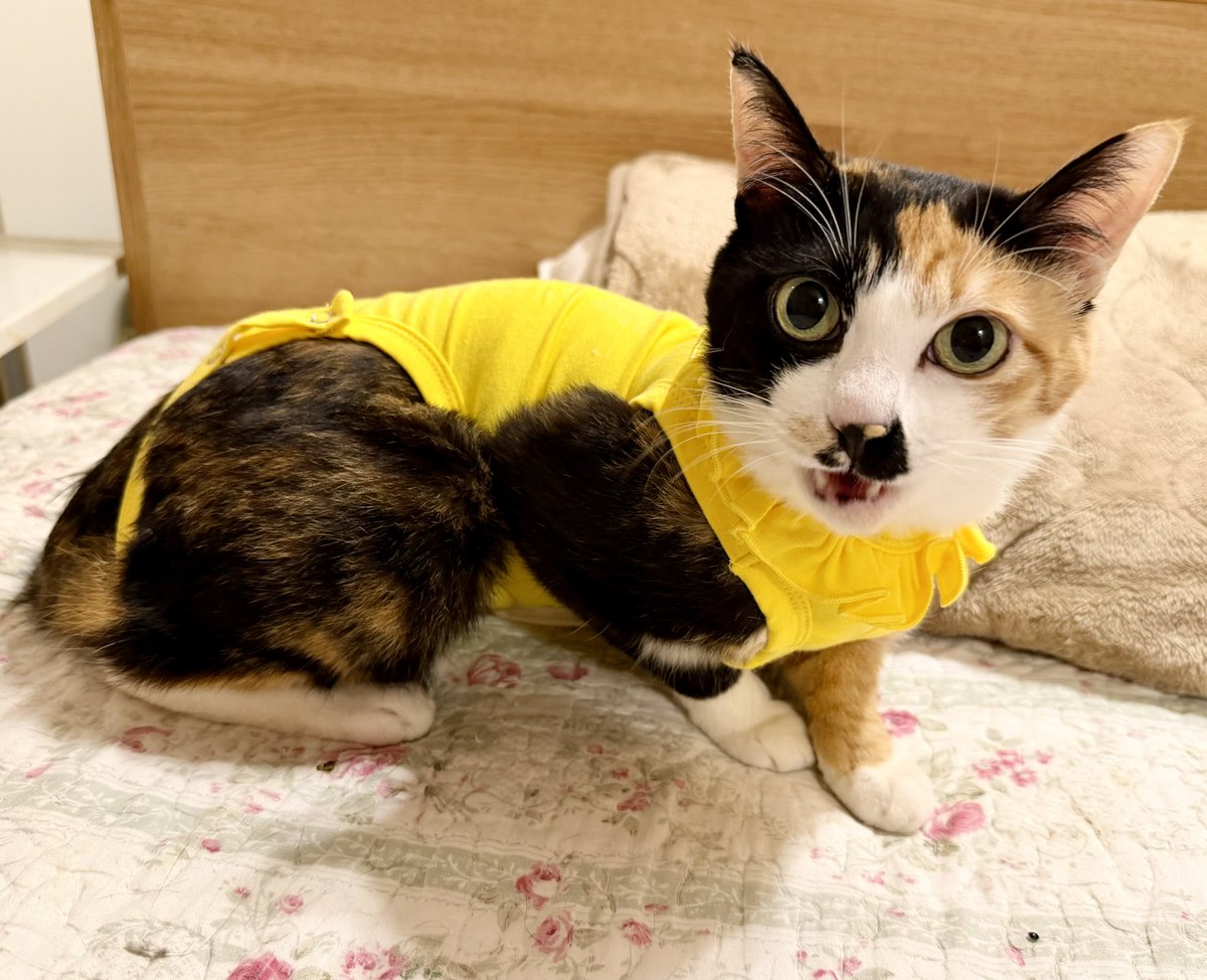 ドン・ぶっちゃ tweet media