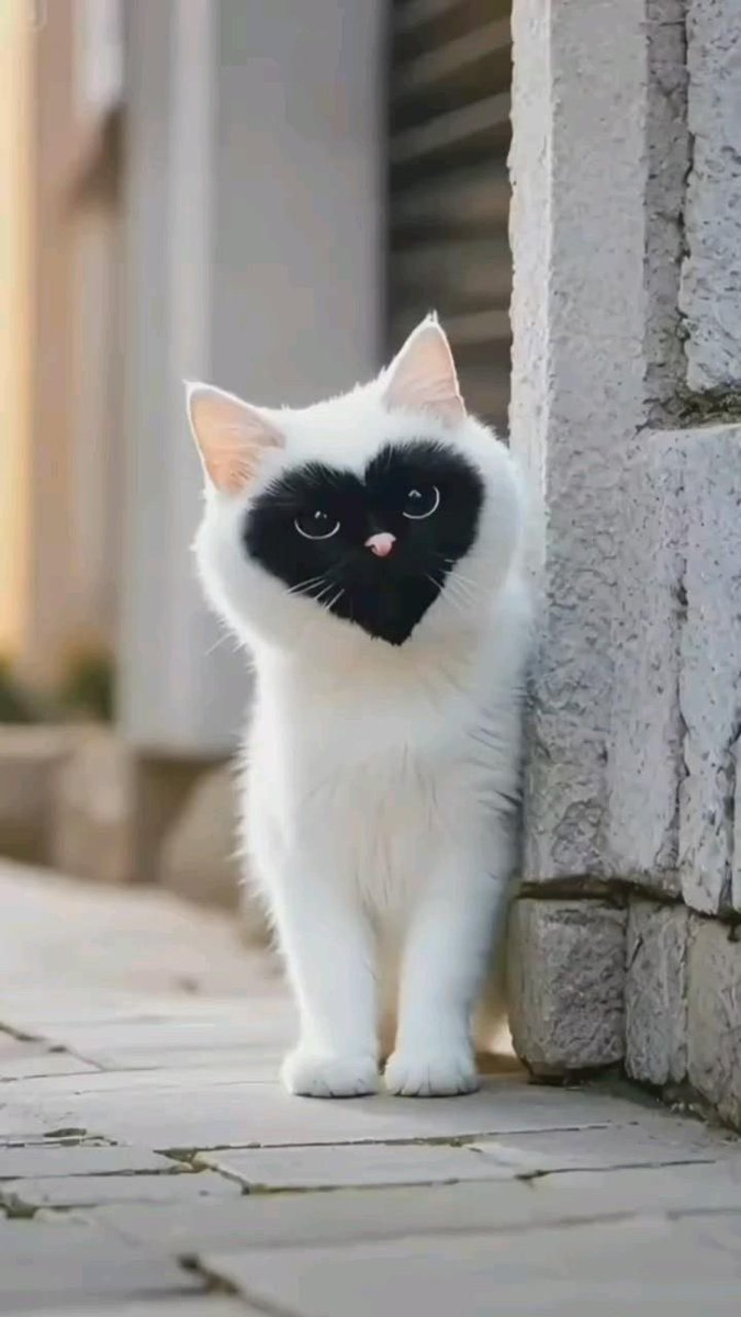 ______________________________

Hello everyone 
Good Morning  ♥️☕️