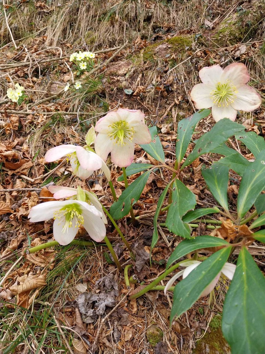 Dolomiti Friulane tweet media