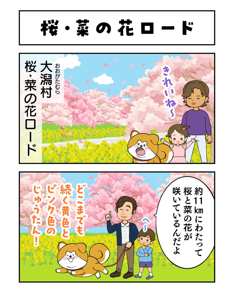 秋田犬たれみみだいちゃん tweet media