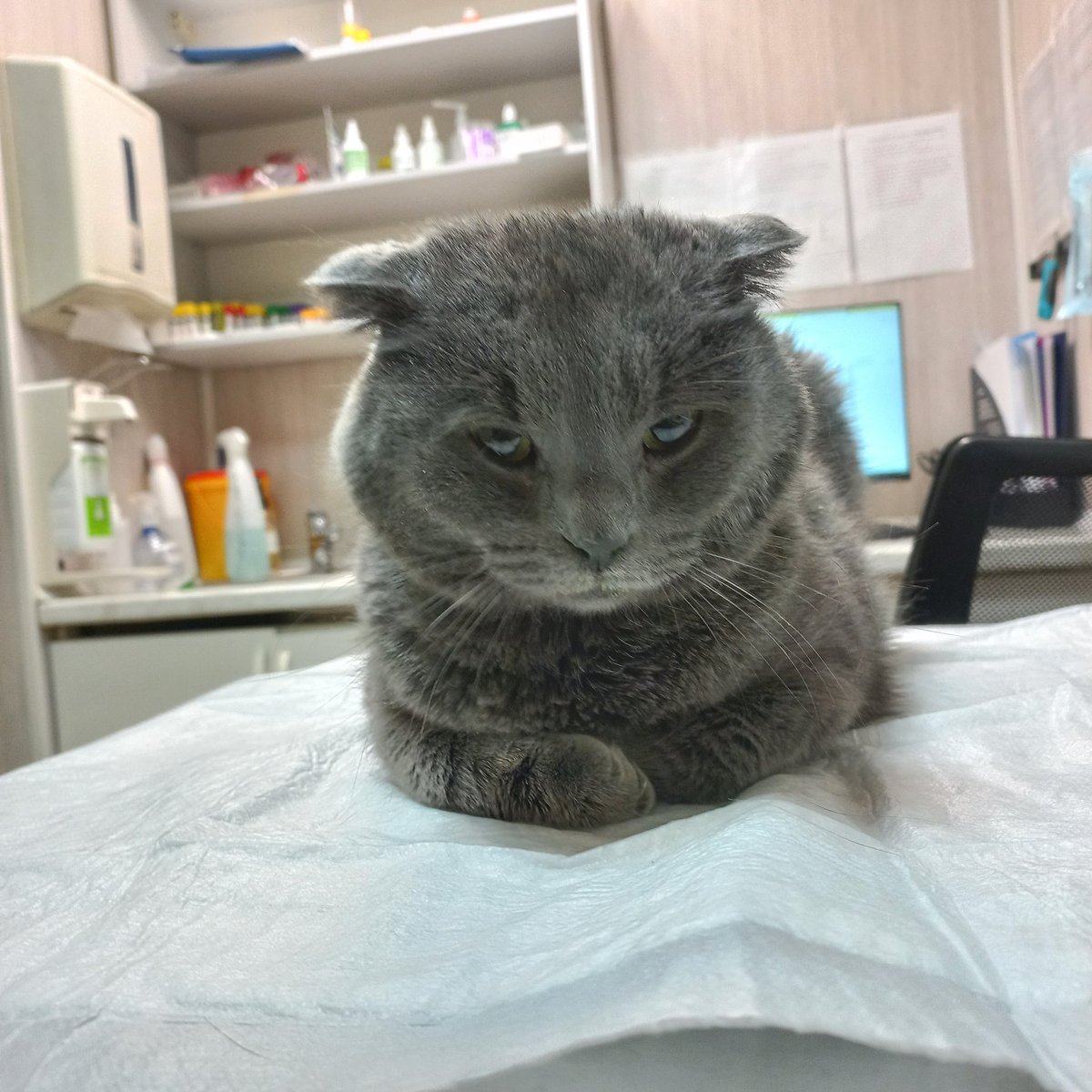 Евгений Тиров-Лабубов tweet media