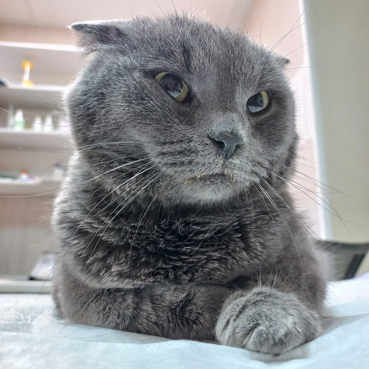 Евгений Тиров-Лабубов tweet media