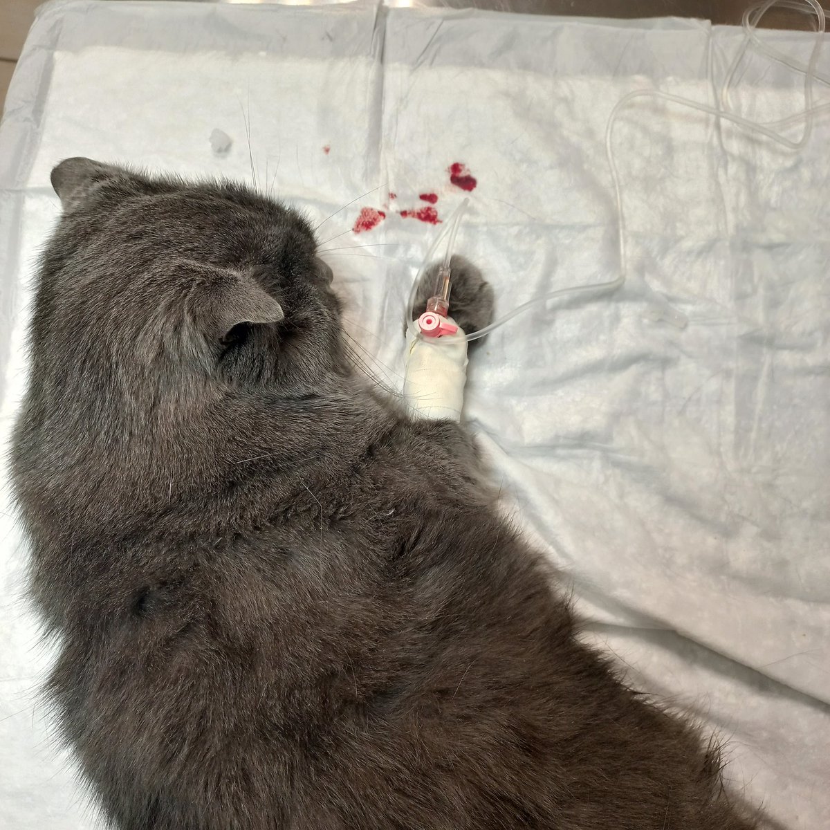 Евгений Тиров-Лабубов tweet media