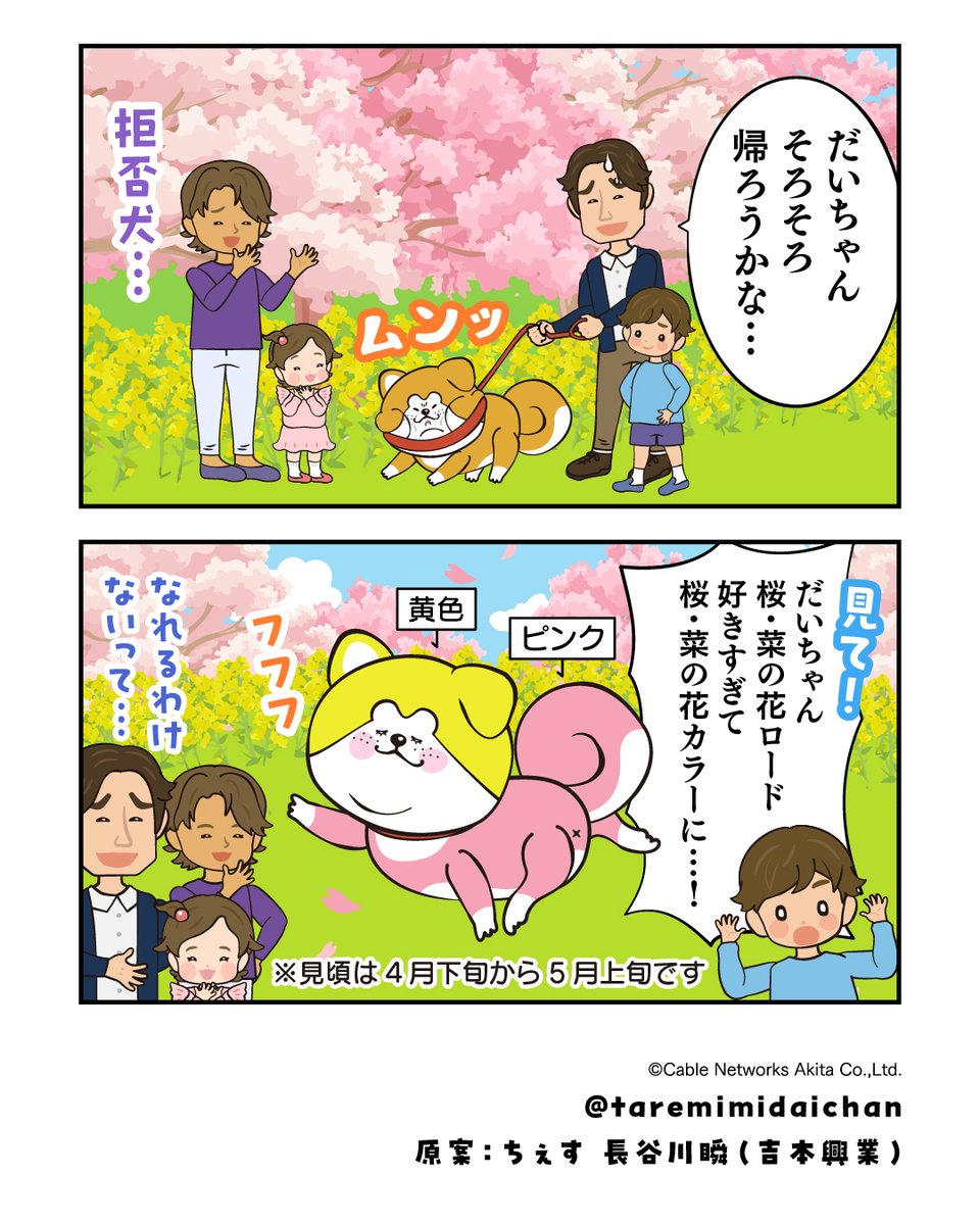 秋田犬たれみみだいちゃん tweet media