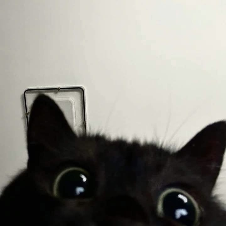 homotron 3000 tweet media