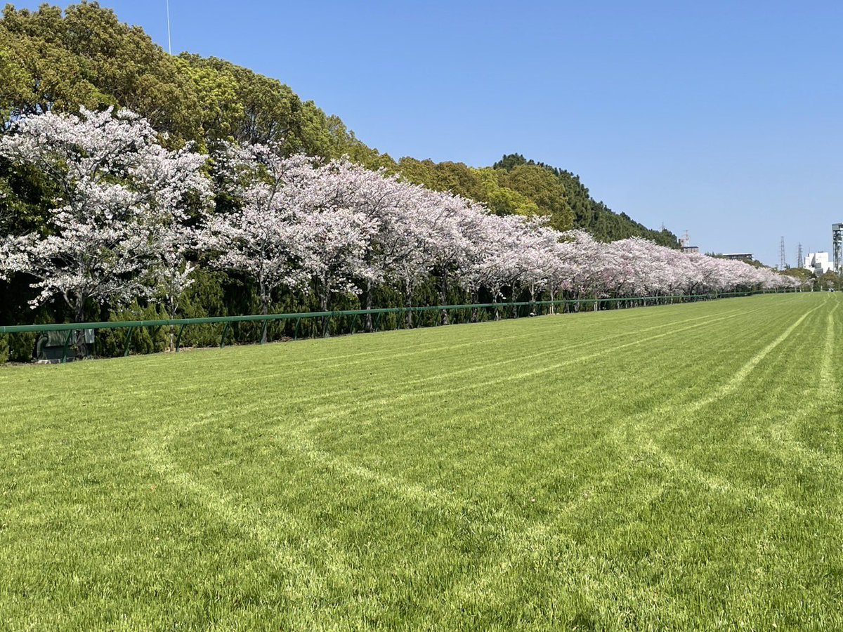 阪神競馬場【公式】 tweet media