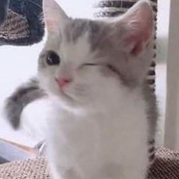 homotron 3000 tweet media