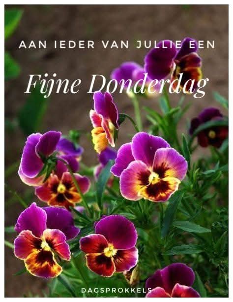 Rini van Son tweet media