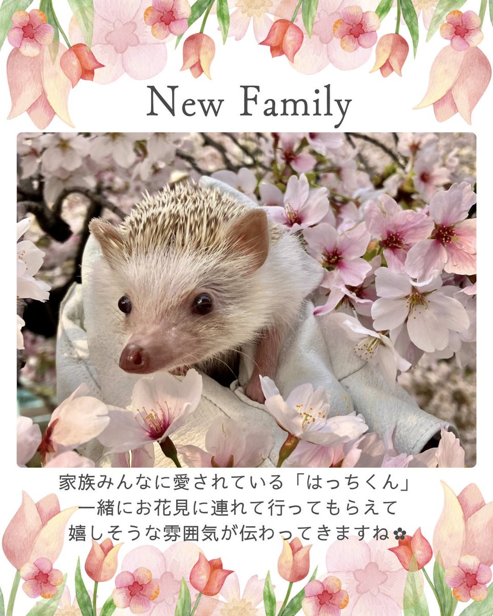 【幸せレポート】
お迎えされた子ハリちゃんが『はっちくん』という名前をもらい、元気に過ごしているとお便りが届きました💌

家族みんなに愛されていて、一緒にお花見にも行ったそうです🌸

#ハリネズミ のお迎え相談会(生体購入)も開催中です👍
お気軽にお声掛けください🦔

#名古屋 #ペットは家族