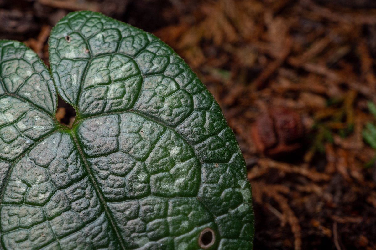 Asarum muramatsui アマギカンアオイ 伊豆の山中では比較的よく