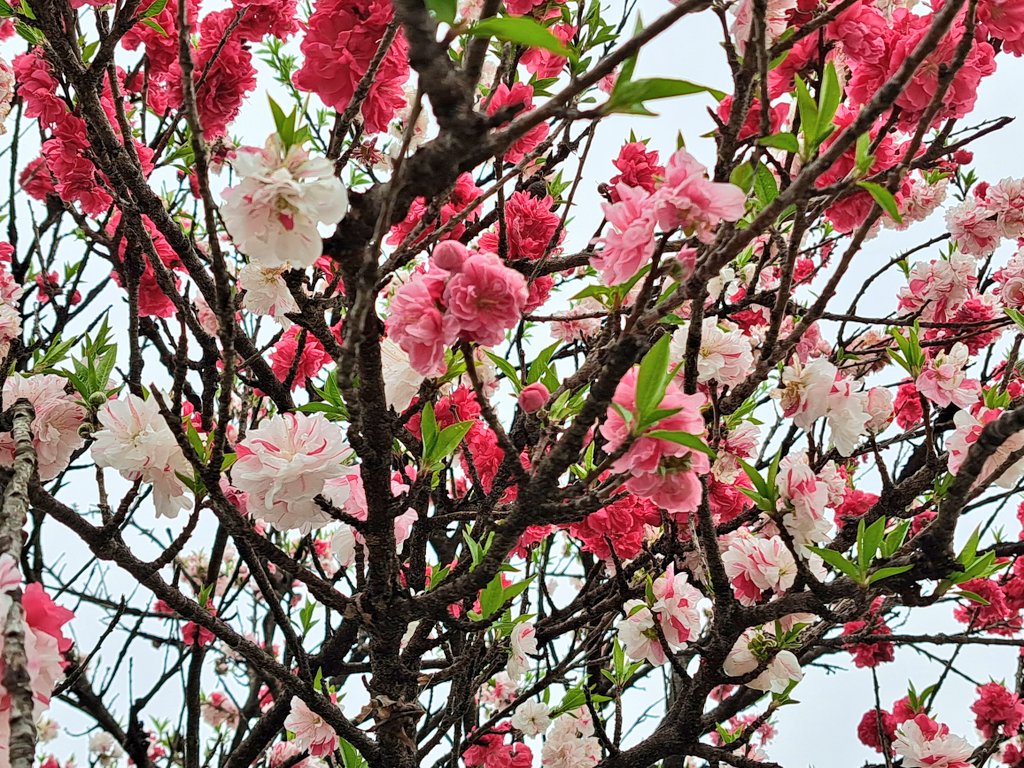 「通販発送のついでに花桃狩してきましたー ちょっと遅かったけど間に合った!去年まで」|ささつゆ🦊5/5【COMITIA144】H28b📚5/6【A40】参加のイラスト
