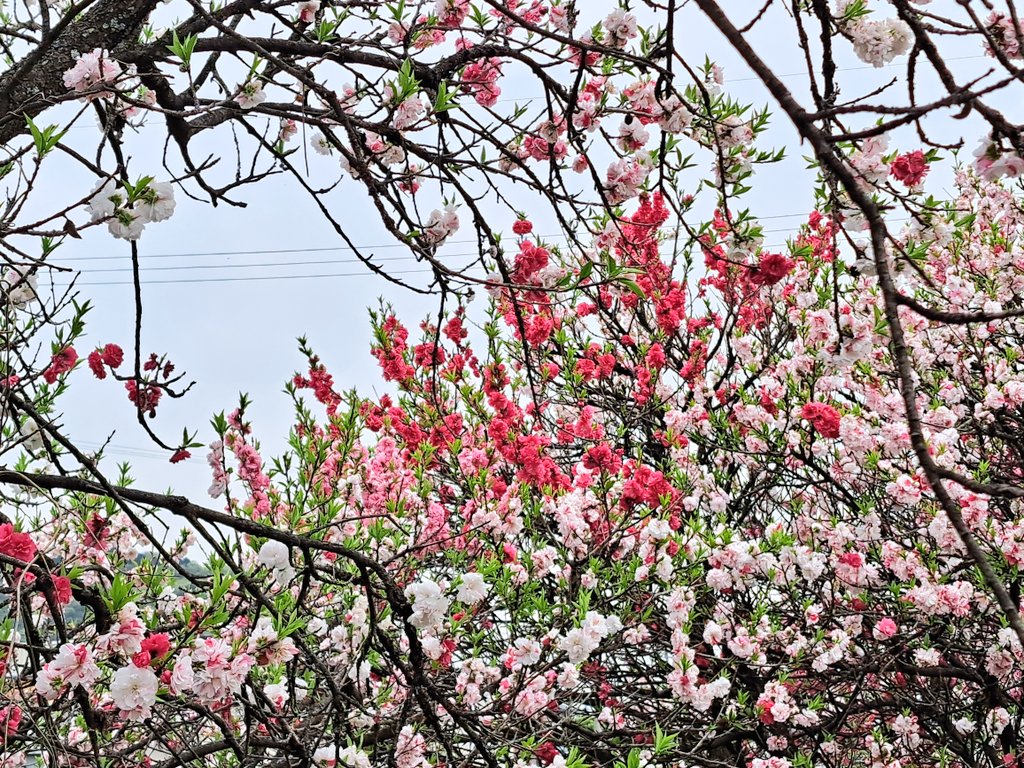 「通販発送のついでに花桃狩してきましたー ちょっと遅かったけど間に合った!去年まで」|ささつゆ🦊5/5【COMITIA144】H28b📚5/6【A40】参加のイラスト