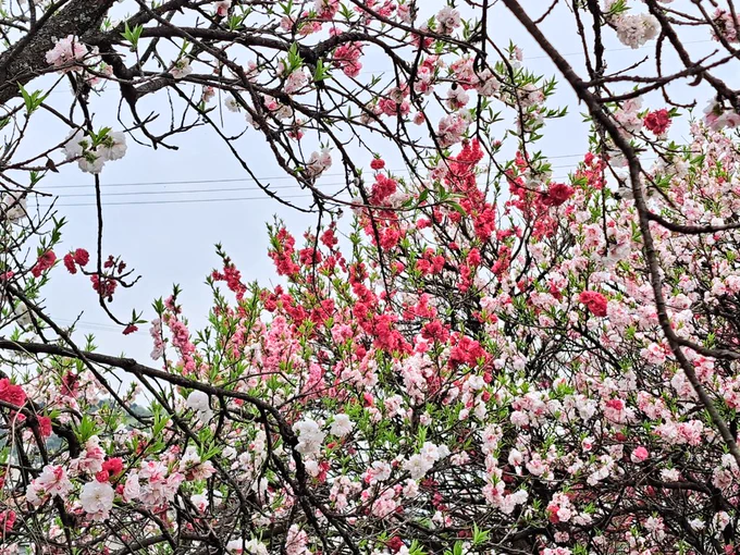 通販発送のついでに花桃狩してきましたー ちょっと遅かったけど間に合った!去年までは車で通る時にちょろっと見てただけだったけど今年は写真撮れた 花桃は揖斐川町の町花です。同じ木に3色咲くのがとっても不思議