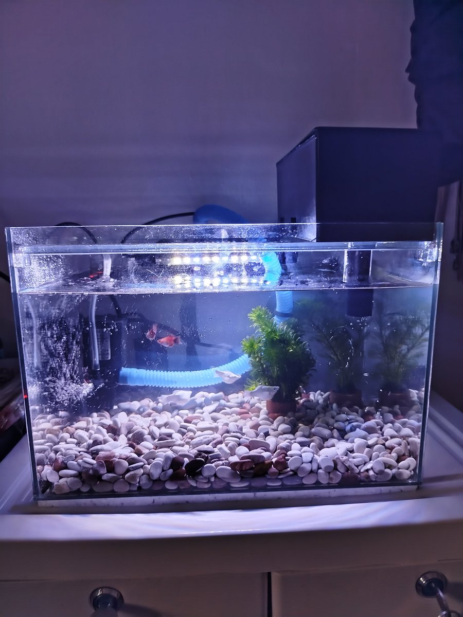 Yudha Saiful tweet media