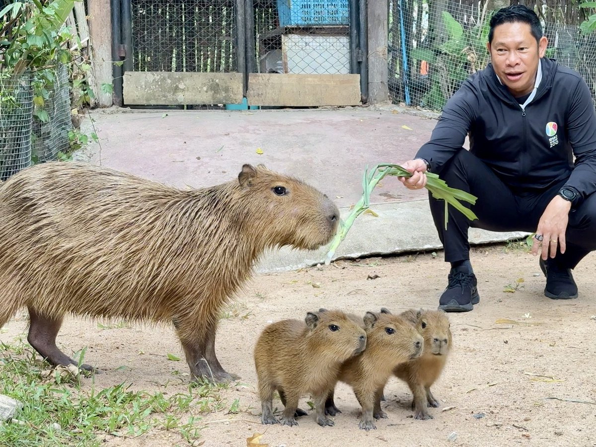 สวนสัตว์เปิดเขาเขียว Khao Kheow Open Zoo tweet media