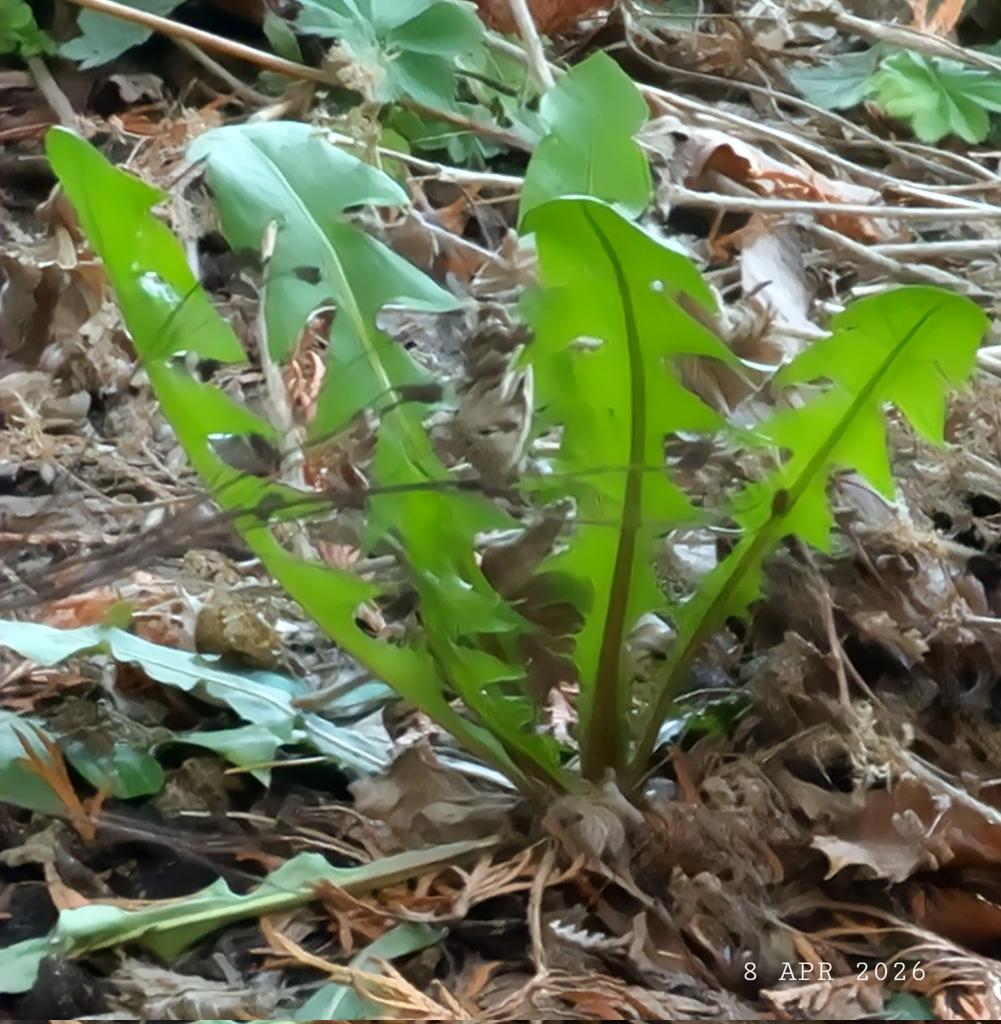 IDadzkov's tweet photo. First spring plants: Green dandelion. Första vårs växter: Grön maskros. Первые весенние растения: Зелёный одуванчик.
#nature #plants #dandelion #weed #maskros #ogräs #PlantsPhoto https://t.co/Yo4DtwObOc