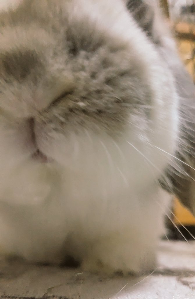 omoti402's tweet photo. #うさぎのいる暮らし https://t.co/T6JSe6CiY3