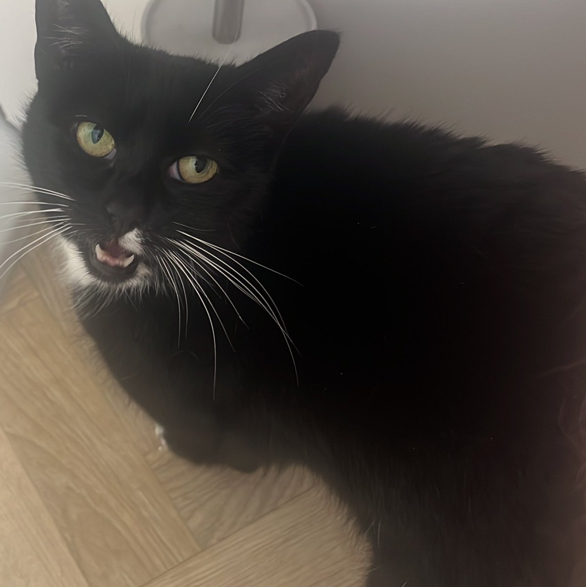 (っ◔◡◔)っ 🌸 YourBabyBoy 💕 tweet media