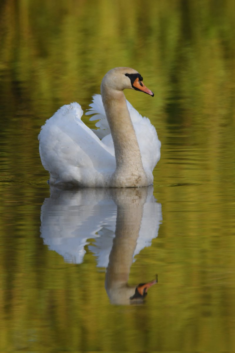 nealesmithworld's tweet image. Mute Swan 
Bude Cornwall 〓〓
#Bude #Cornwall 
#MuteSwan #Swan