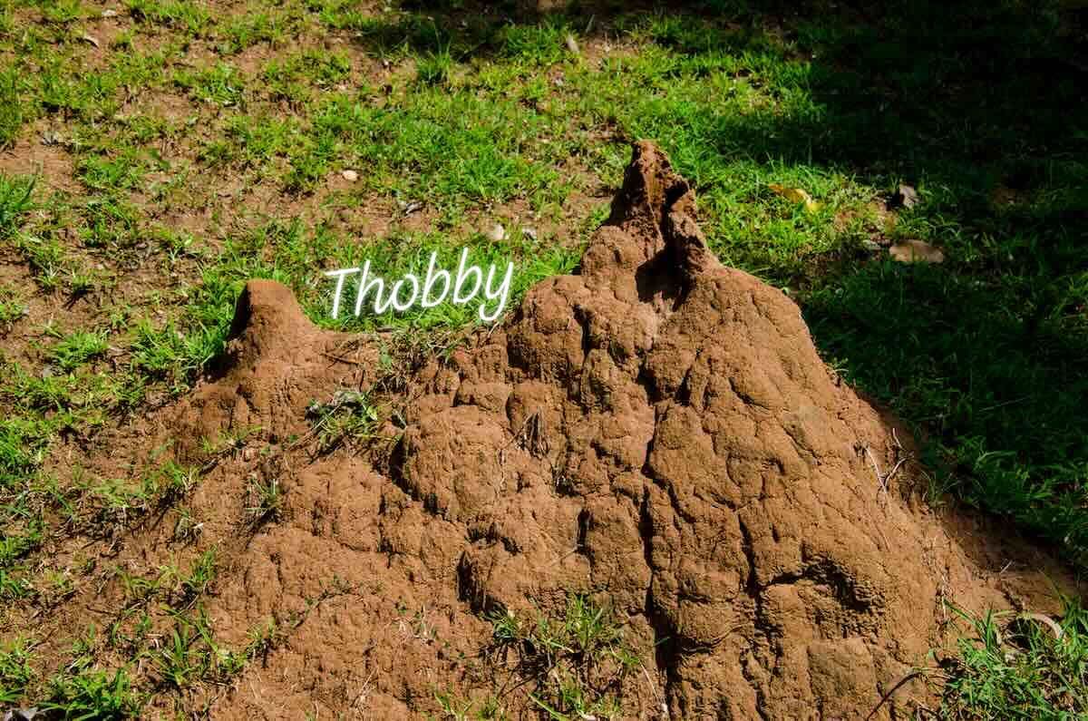 Theprolificthobby tweet media