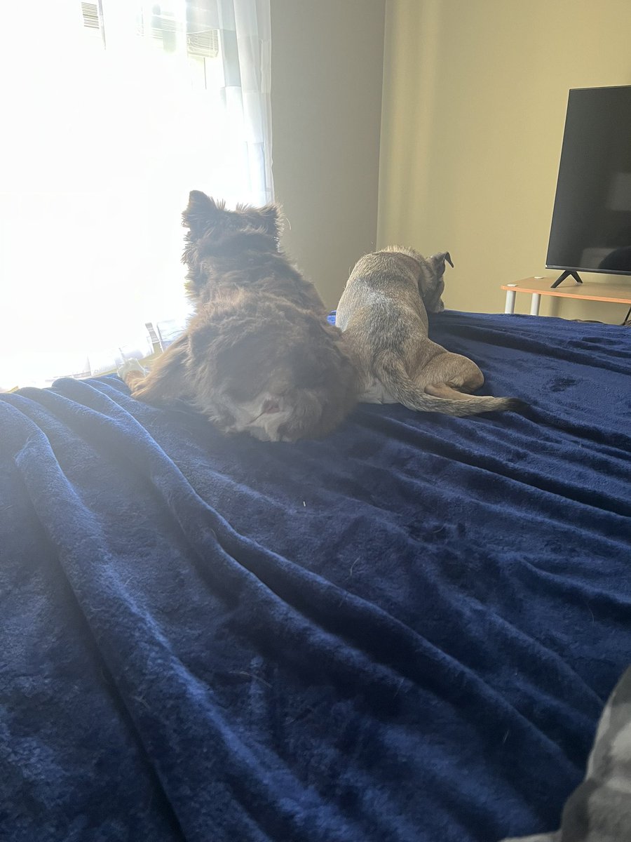 nicky 🐾 tweet media