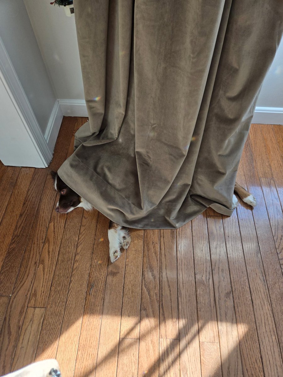 nicky 🐾 tweet media