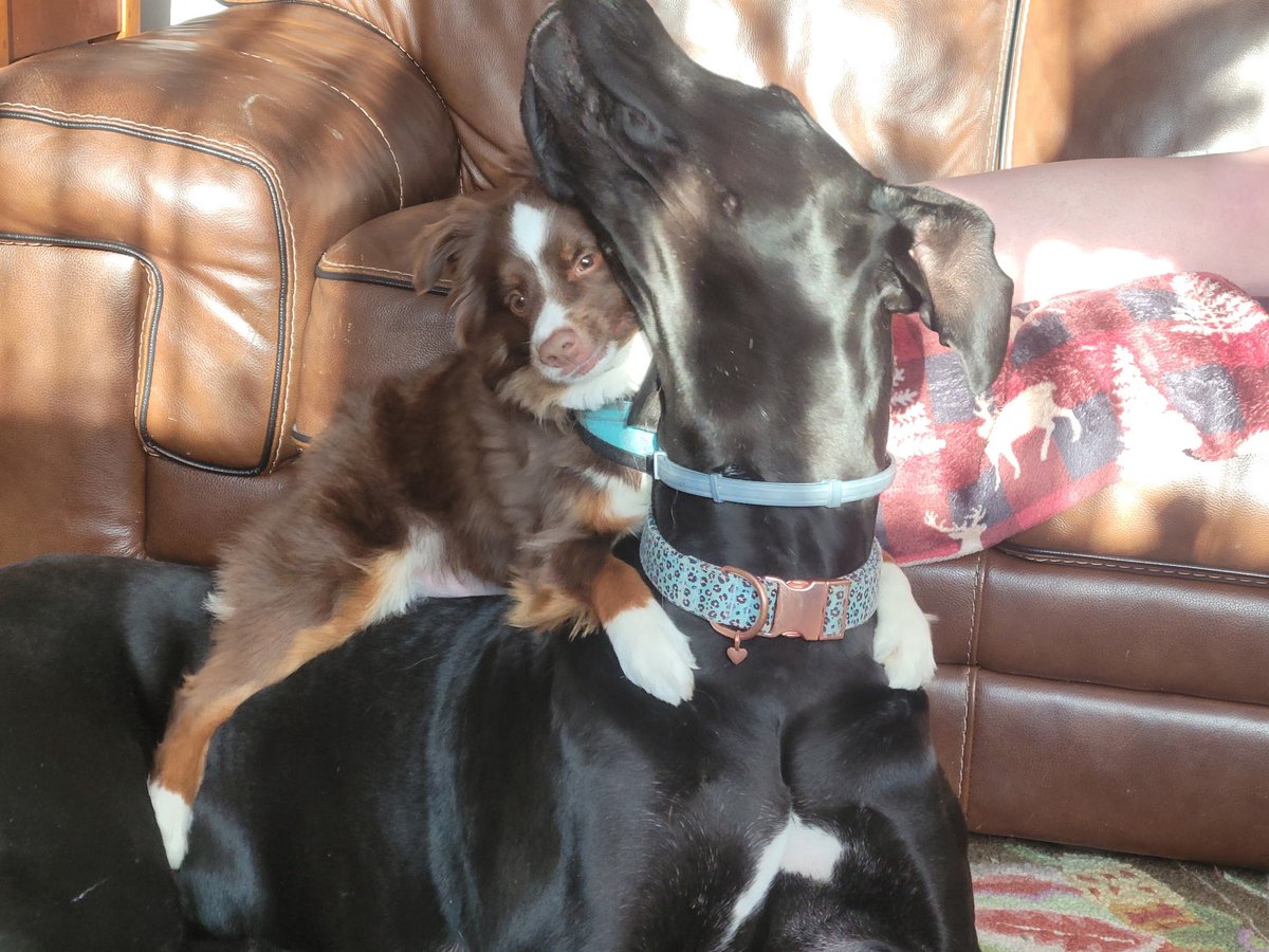 nicky 🐾 tweet media