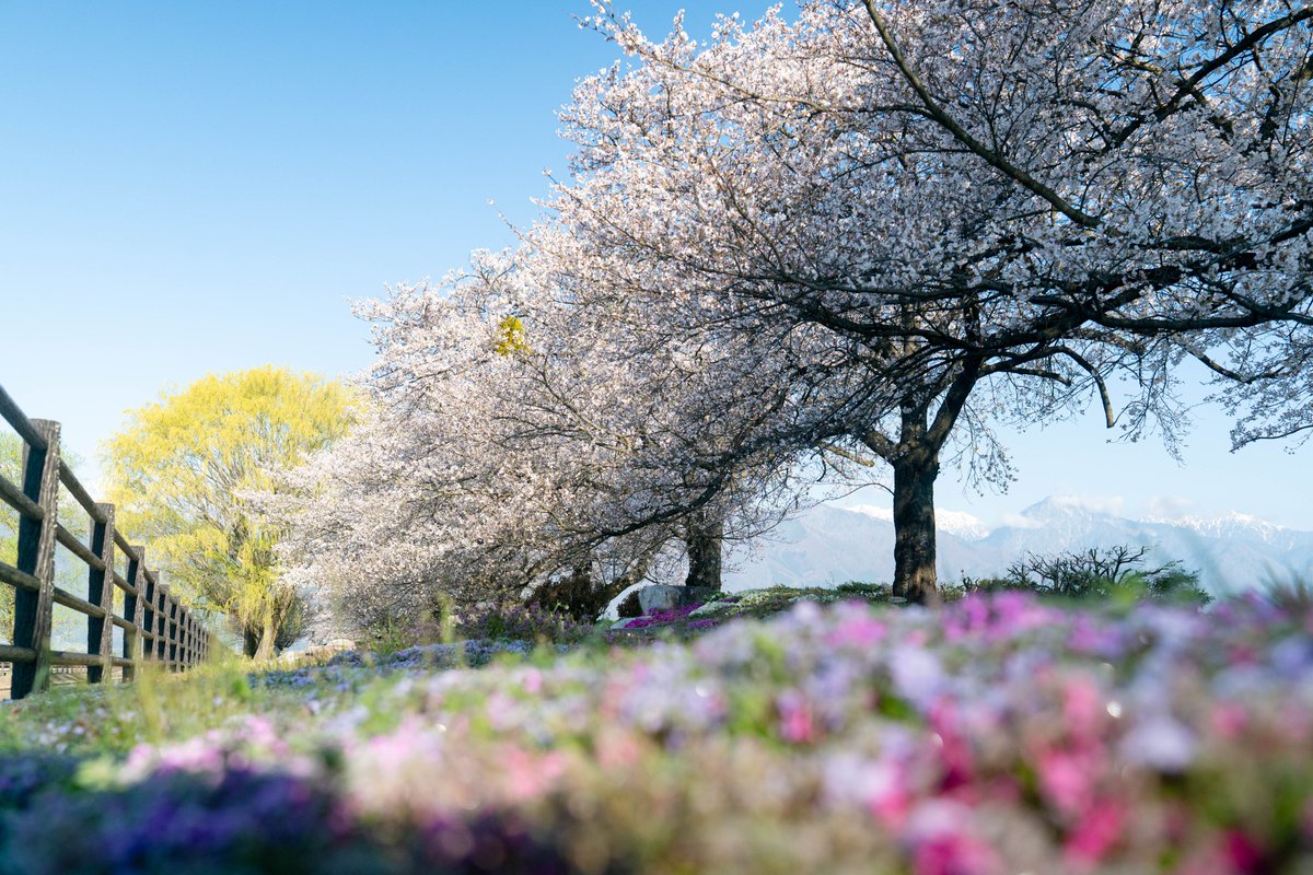 長野県安曇野市 tweet media