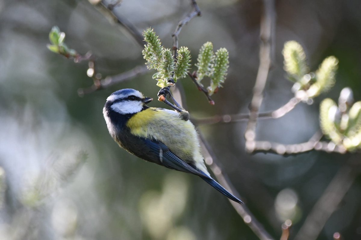 nealesmithworld's tweet image. Blue-Tit 
Bude Cornwall 〓〓
#Bude #Cornwall 
#BlueTit