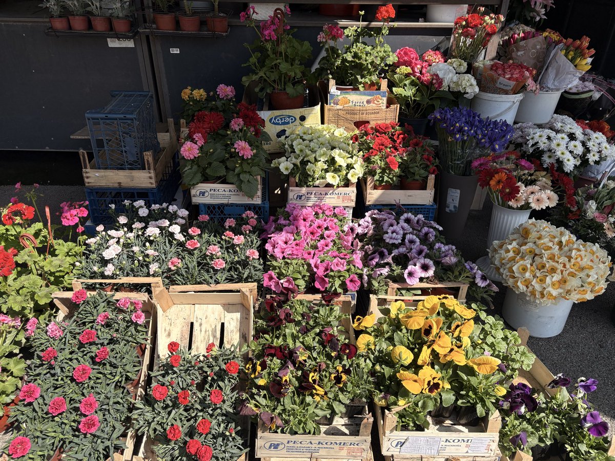 Данијела Нишавић - Плодна земља tweet media